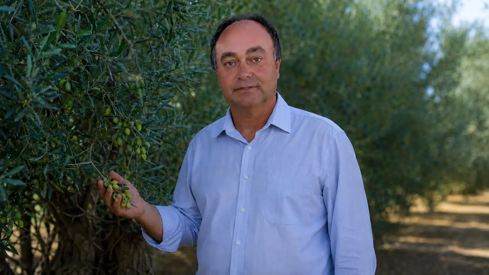 Mário Bernardo, elaiólogo, no olival